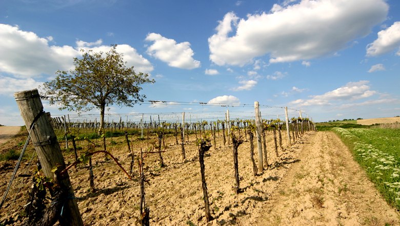 Im Weingarten, © Rudi Weiss Weinberg mit Rebstöcken und Baum unter blauem Himmel mit Wolken.
