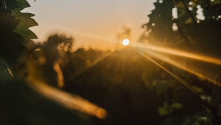 Die Weinberge und den Wein bei Sonnenuntergang genießen ..., © Bioweingut Oppenauer Die Weinberge und den Wein bei Sonnenuntergang genießen ..., © Bioweingut Oppenauer