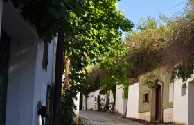 Kellergasse Rösselberg, © Weinviertel Tourismus Kopfsteinpflasterstraße in einer Kellergasse mit Weinreben und weißen Gebäuden.