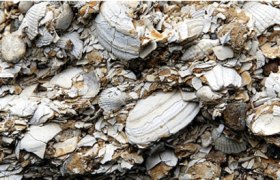 Nexinger Muschelberg, © www.fischertraum.at Nahaufnahme von zerbrochenen Muschelschalen in verschiedenen Größen und Formen.