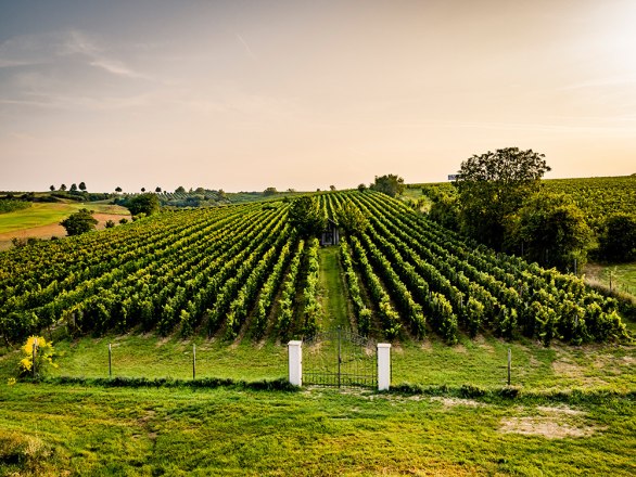 Blick in den Weingarten, © Robert Herbst Blick in den Weingarten, © Robert Herbst