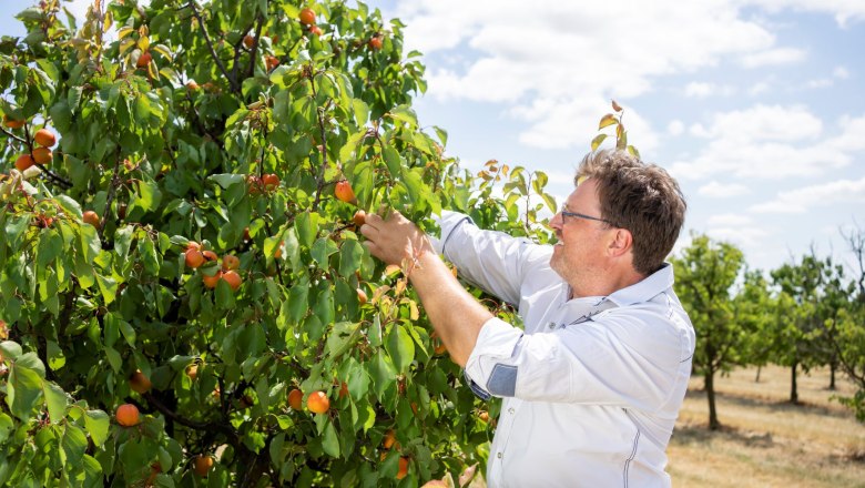 Ein Mann pfl&uuml;ckt Marillen von einem Baum auf einer Obstplantage.