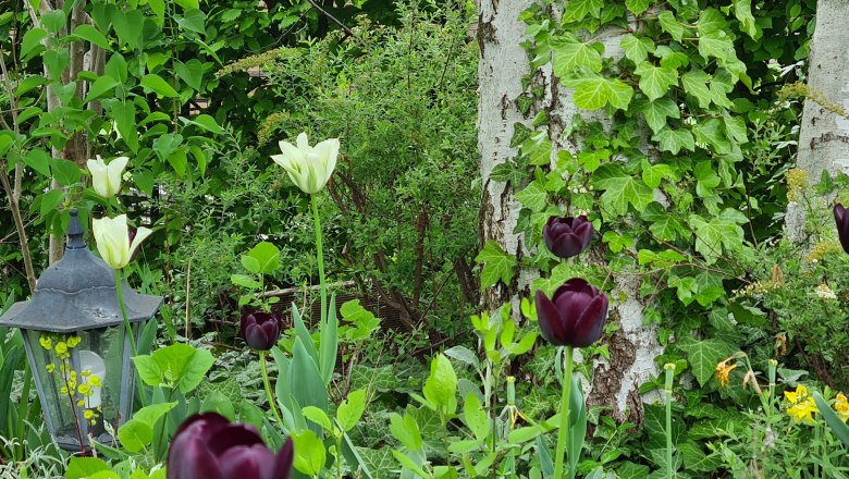 Ein Garten mit wei&szlig;en und dunkelvioletten Tulpen, Efeu an einem Baum und einer Laterne.