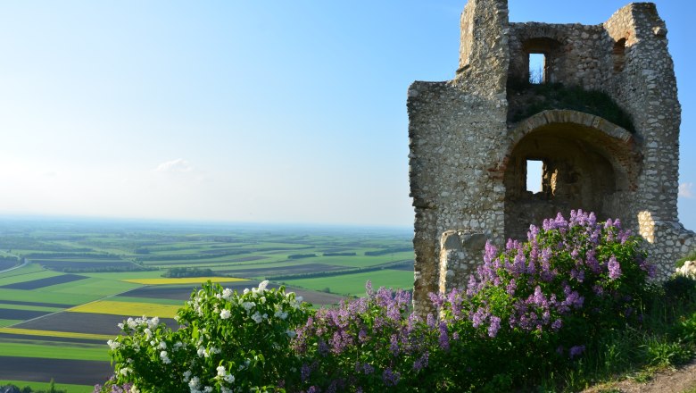 Ruine mit bl&uuml;hendem Flieder im Vordergrund und weitem Blick &uuml;ber Felder.