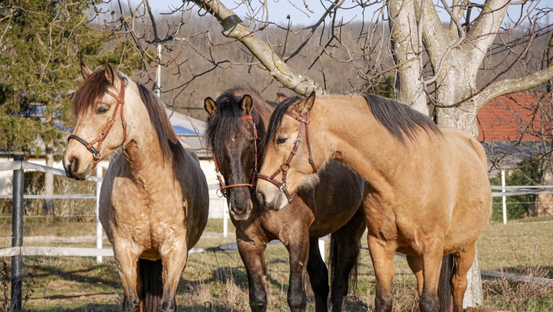 Drei Pferde stehen nebeneinander auf einer Weide neben einem Baum.