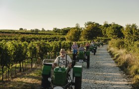 Eine Gruppe von Menschen f&auml;hrt auf gr&uuml;nen Traktoren einen gepflasterten Weg entlang, umgeben von Weinbergen und B&auml;umen.
