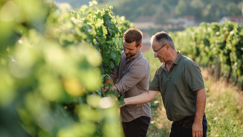 Zwei Männer inspizieren Weinreben in einem sonnigen Weinberg.