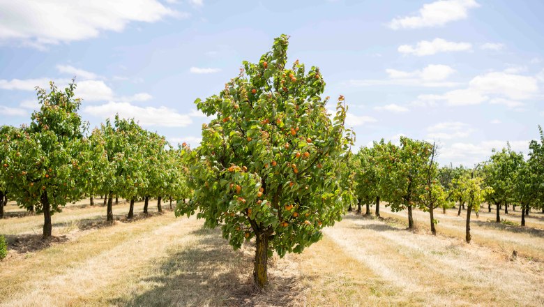 Ein Obstgarten mit Marillenb&auml;umen unter blauem Himmel.