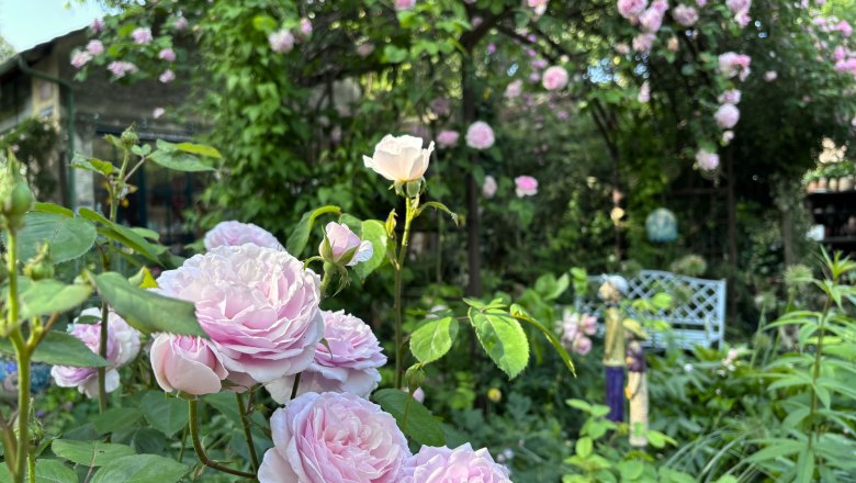 Ein blühender Cottage-Garten mit rosa Rosen und einer weißen Gartenbank im Hintergrund.