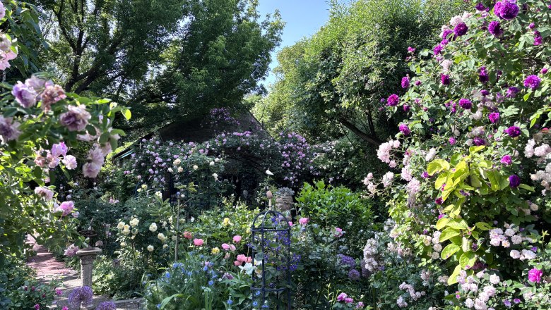 Ein blühender Garten mit verschiedenen Rosen und Bäumen unter blauem Himmel.
