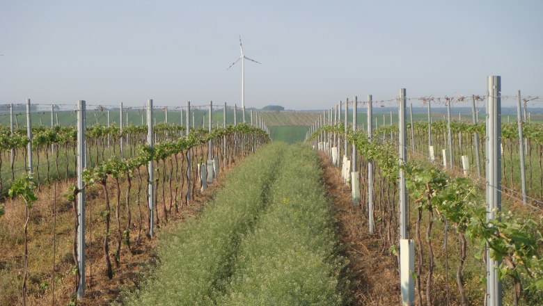 Weinreben in Reihen mit Windrad im Hintergrund.