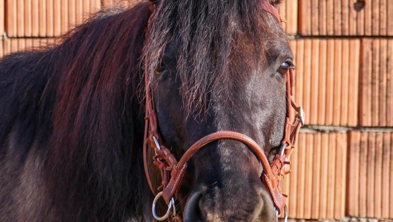 Nahaufnahme eines schwarzen Pferdes mit braunem Zaumzeug vor einer Ziegelwand.