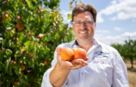 Ein Mann h&auml;lt drei Aprikosen in der Hand, im Hintergrund ein Aprikosenbaum.