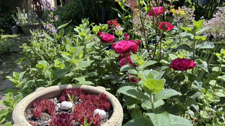 Ein Garten mit roten Rosen, grünen Pflanzen und einem Topf mit Sukkulenten.