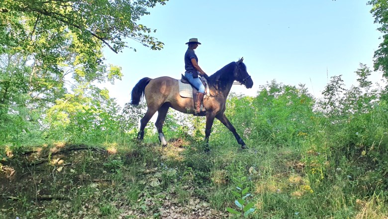 Eine Person reitet auf einem Pferd durch eine gr&uuml;ne Waldlandschaft.