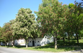 Blühende Kastanienbäume entlang einer Straße vor einem weißen Gebäude.