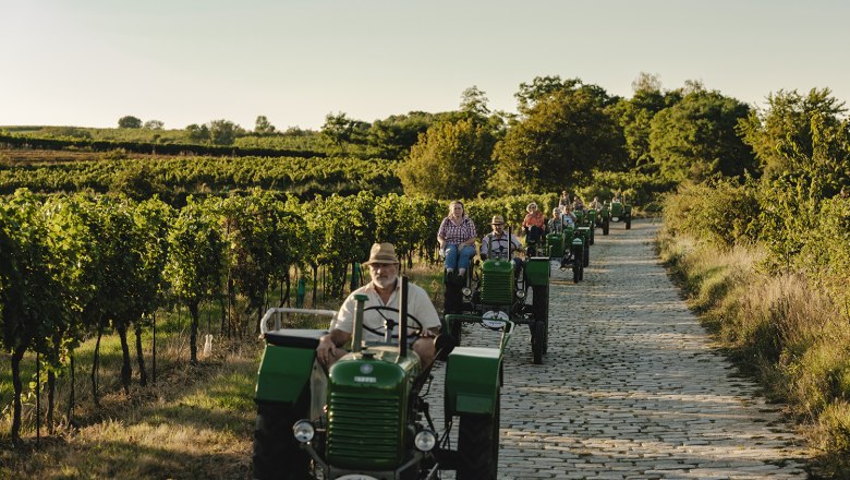 Eine Gruppe von Menschen f&auml;hrt auf gr&uuml;nen Traktoren einen gepflasterten Weg entlang, umgeben von Weinbergen und B&auml;umen.