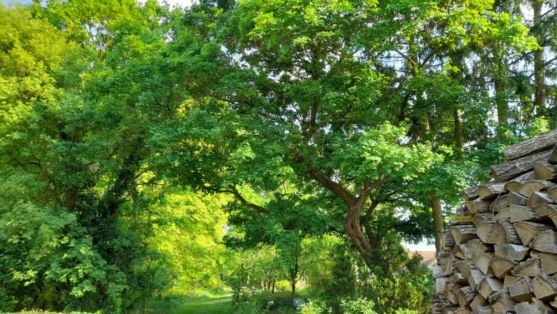 Ein Waldweg mit grünen Bäumen und einem Stapel Holz im Vordergrund.