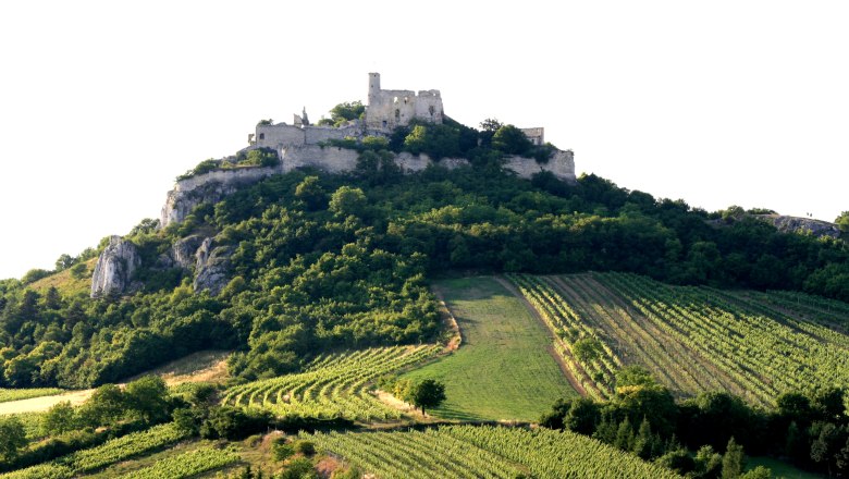 Burgruine Falkenstein auf einem bewaldeten Hügel mit Weinbergen im Vordergrund.