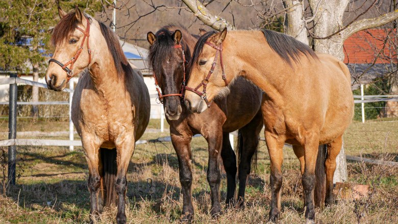 Reiterlebnis f&uuml;r Gro&szlig; und Klein, &copy; Jennifer He&szlig;
