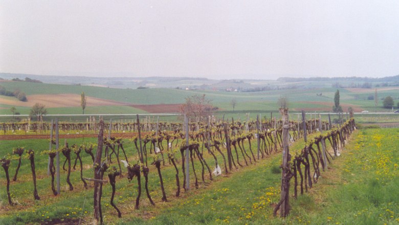 Weinreben in einer ländlichen Landschaft mit sanften Hügeln im Hintergrund.