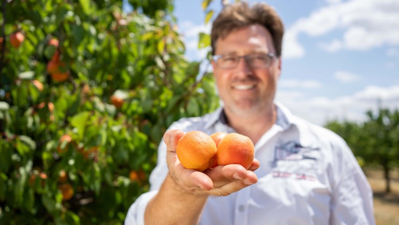 Ein Mann h&auml;lt drei Aprikosen in der Hand, im Hintergrund ein Aprikosenbaum.