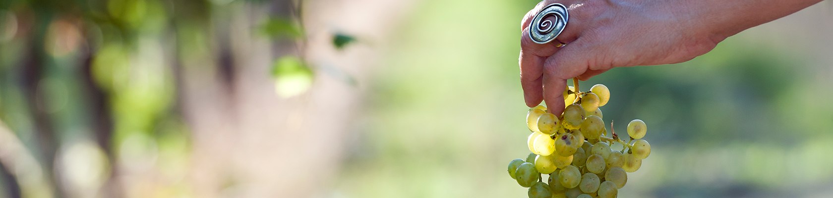 Süße Trauben, © Weinstraße Veltlinerland / Himml