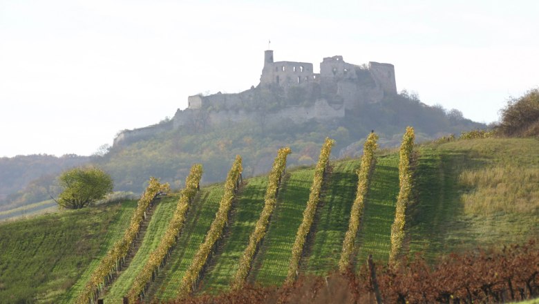 Weinberge mit Burgruine Falkenstein im Hintergrund.