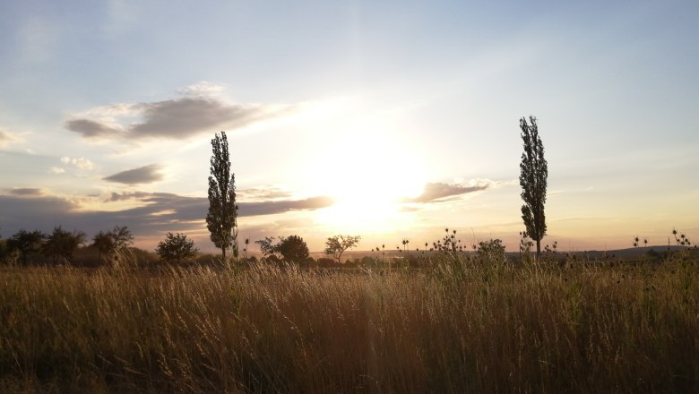 Sonnenuntergang über einem Feld mit Bäumen und hohem Gras.